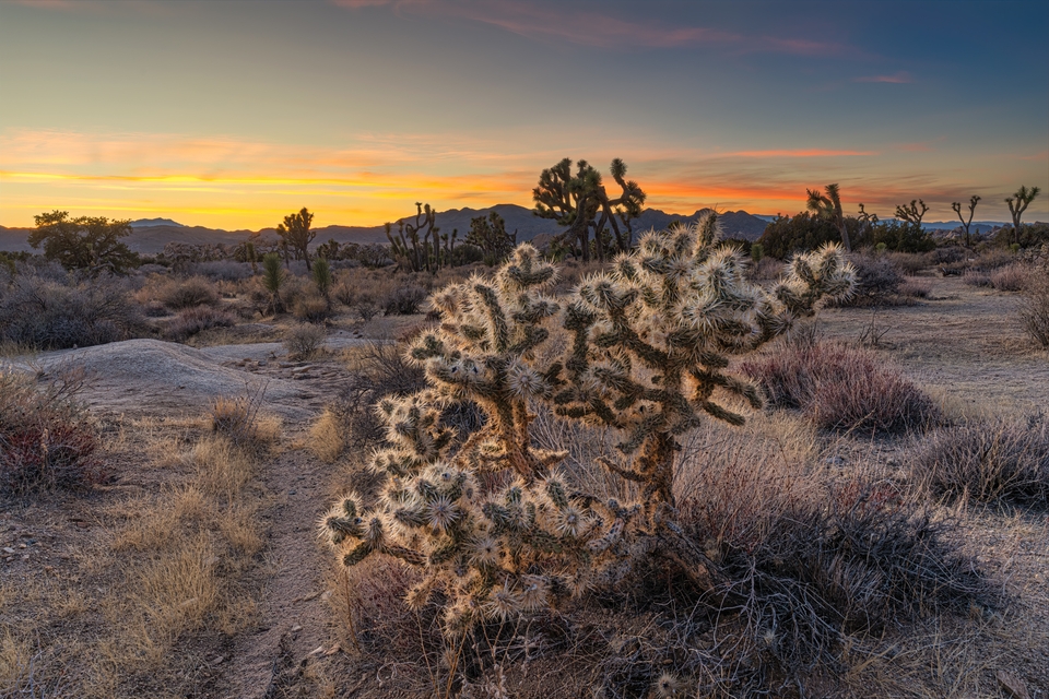 Sunset in the Joshua Tree National Park with a joshua tree in foreground